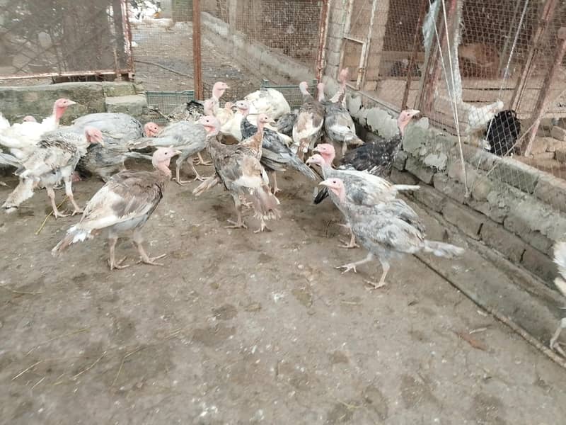turkey pathy pathian available 1