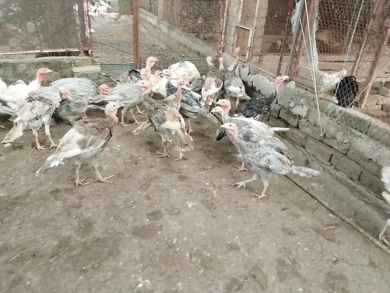 turkey pathy pathian available — photo 2