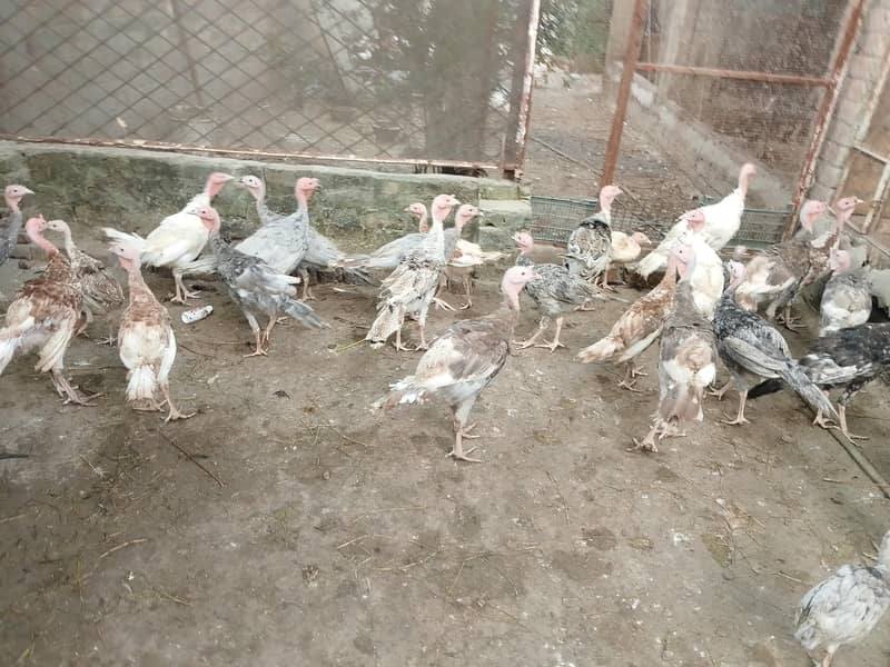 turkey pathy pathian available 2