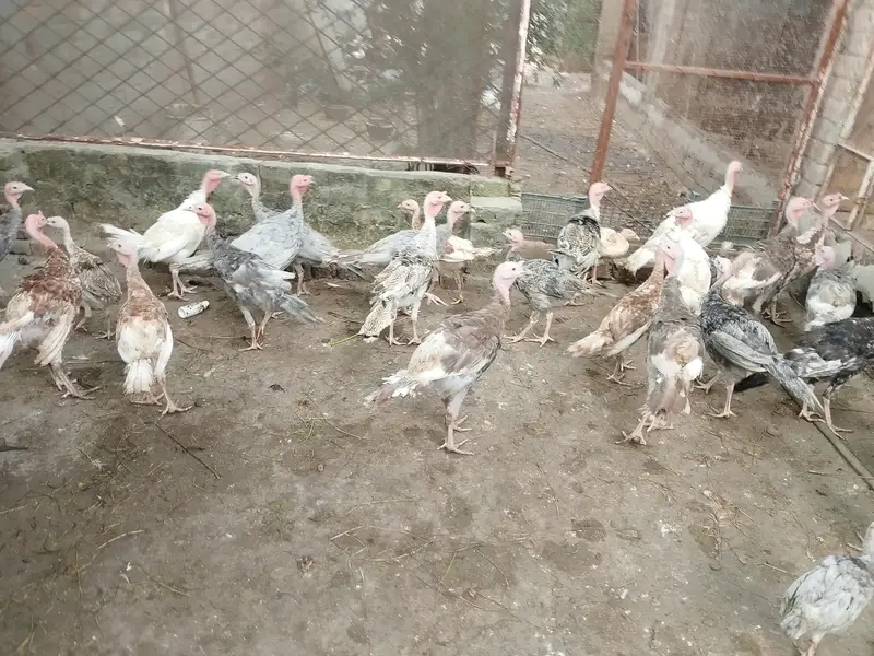 turkey pathy pathian available — photo 3