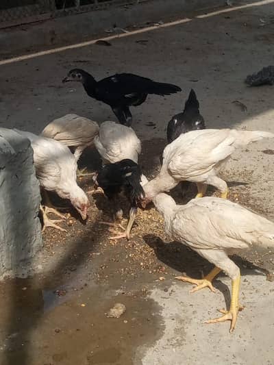 aseel Heera breed 03212989467