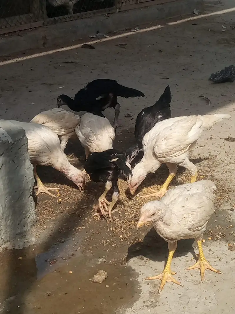 aseel Heera breed 03212989467 — photo 2