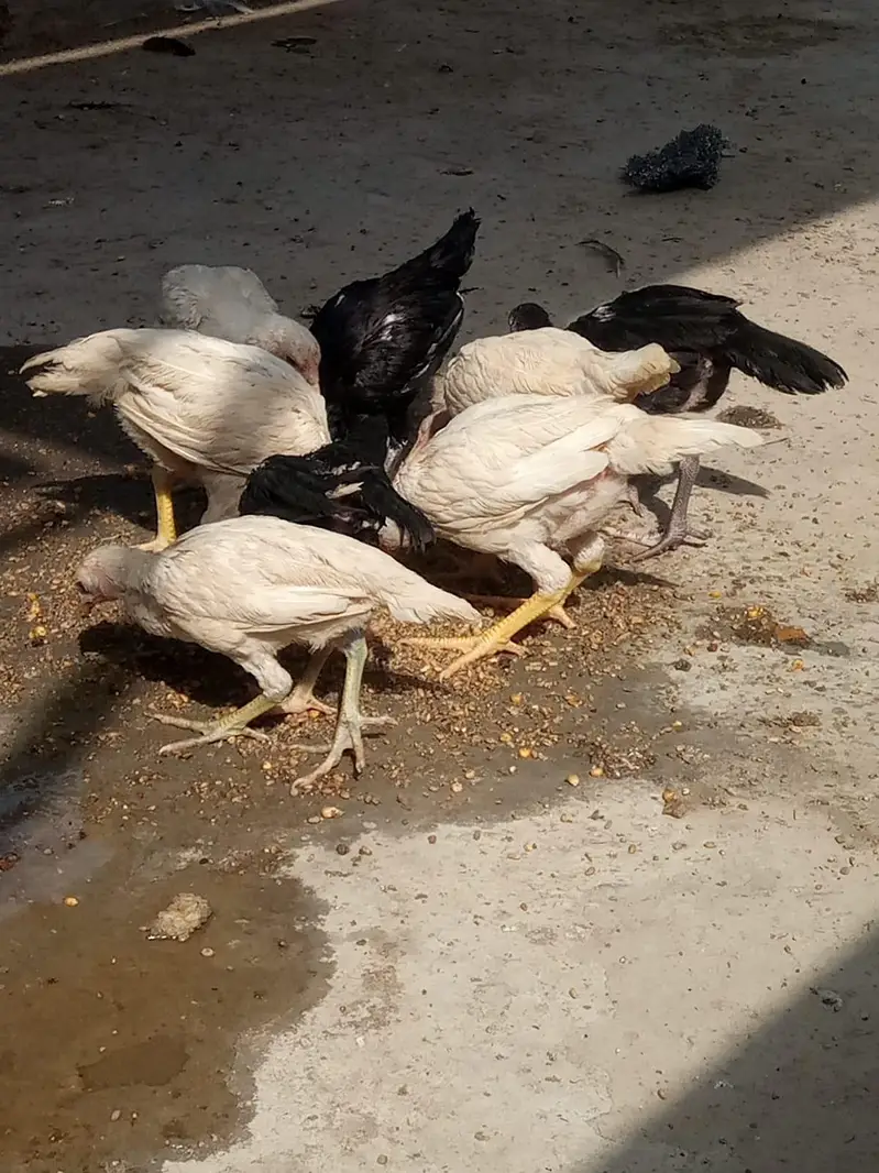 aseel Heera breed 03212989467 — photo 3