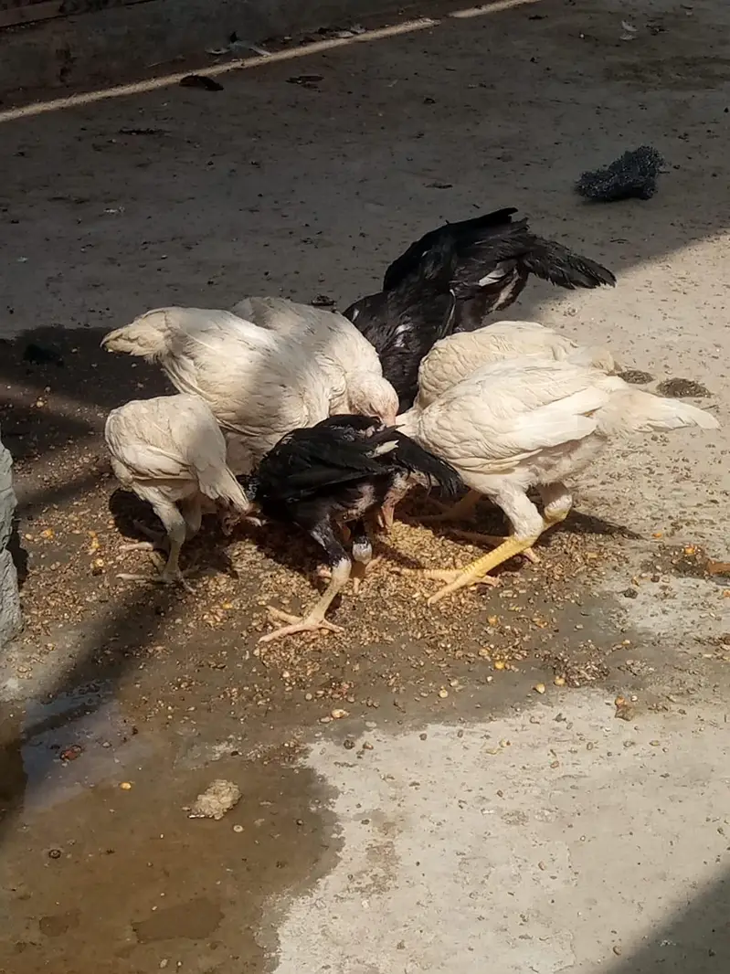 aseel Heera breed 03212989467 — photo 4