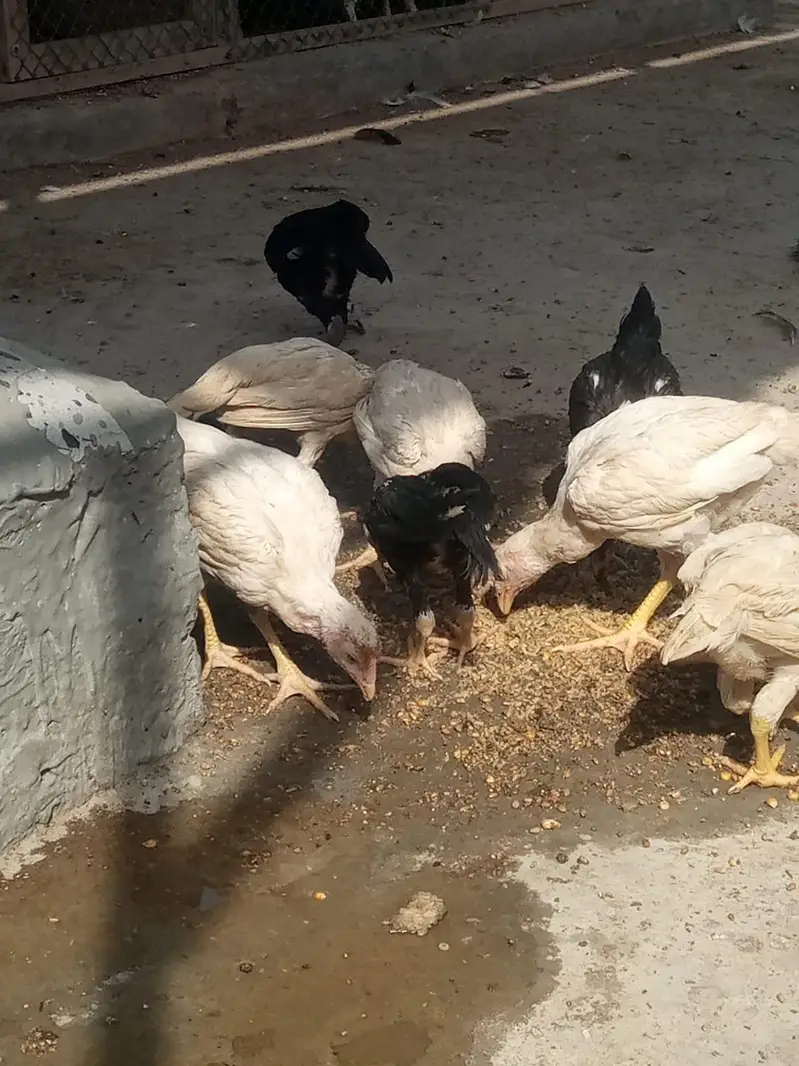 aseel Heera breed 03212989467 — photo 5