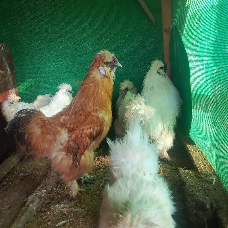 01 silkie male aur 04 Desi egg laying (Golden Misri) hens for sale — photo 6