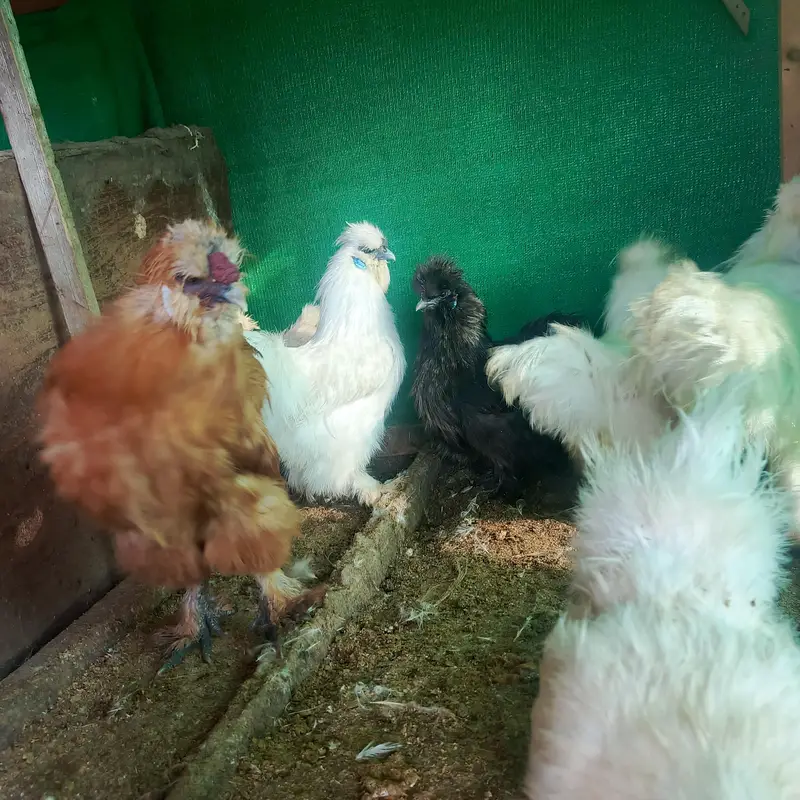 01 silkie male aur 04 Desi egg laying (Golden Misri) hens for sale — photo 7