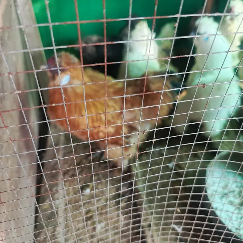 01 silkie male aur 04 Desi egg laying (Golden Misri) hens for sale — photo 8