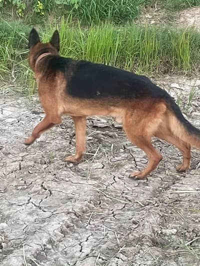 German shepherd male for sale and exchange possible with labra pair