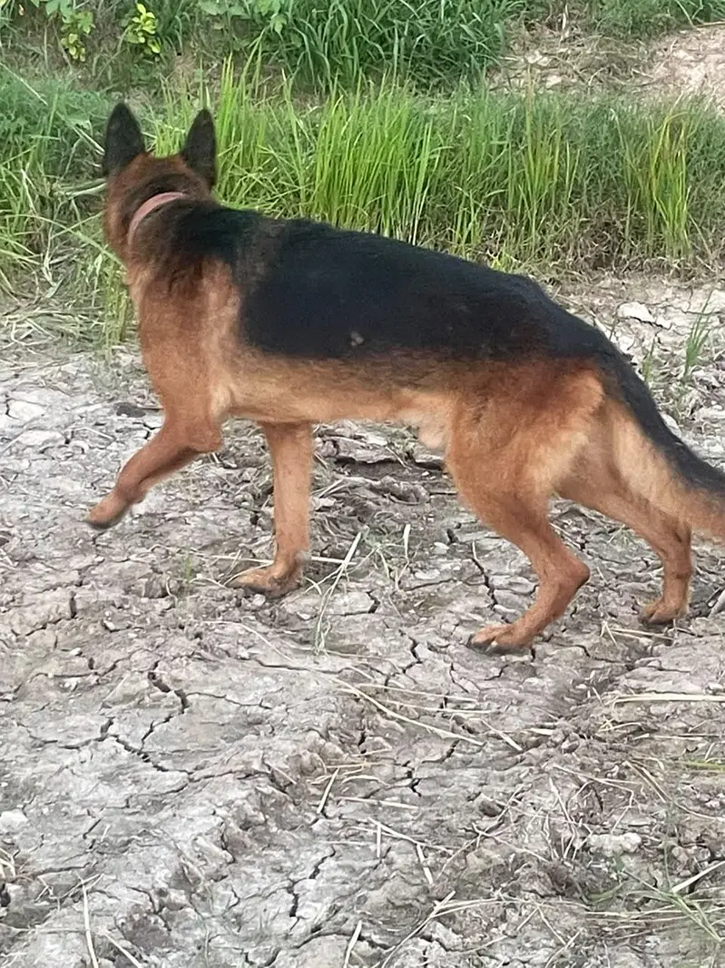 German shepherd male for sale and exchange possible with labra pair