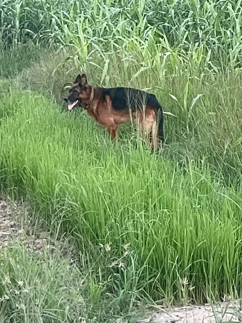 German shepherd male for sale and exchange possible with labra pair — photo 2