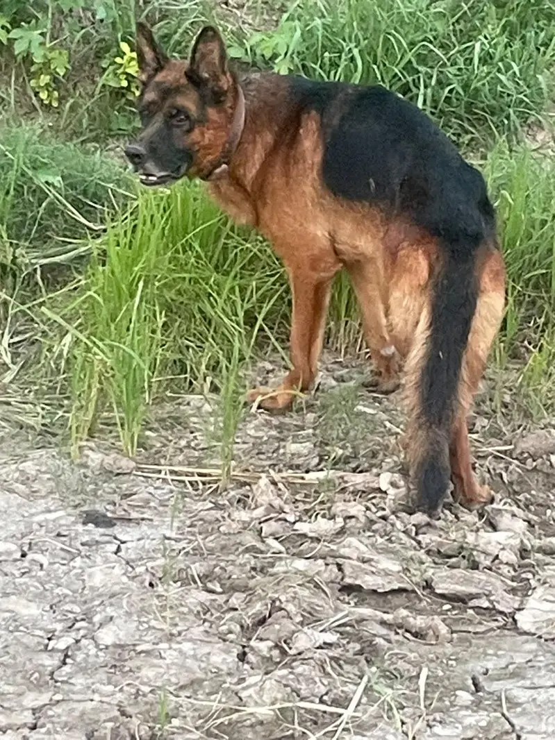 German shepherd male for sale and exchange possible with labra pair — photo 3