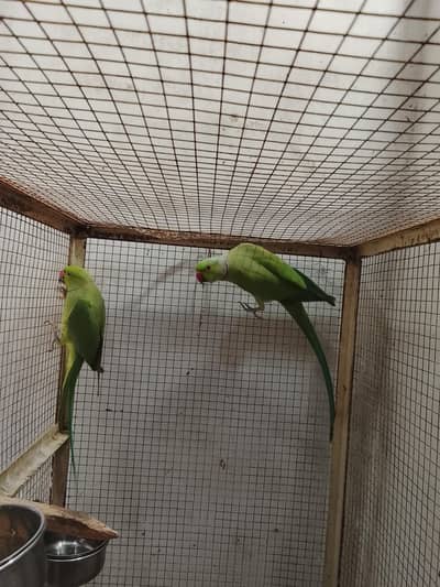 Ringneck Breeder Pair Top Quality
