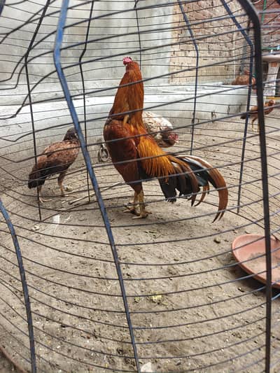 aseel Hens