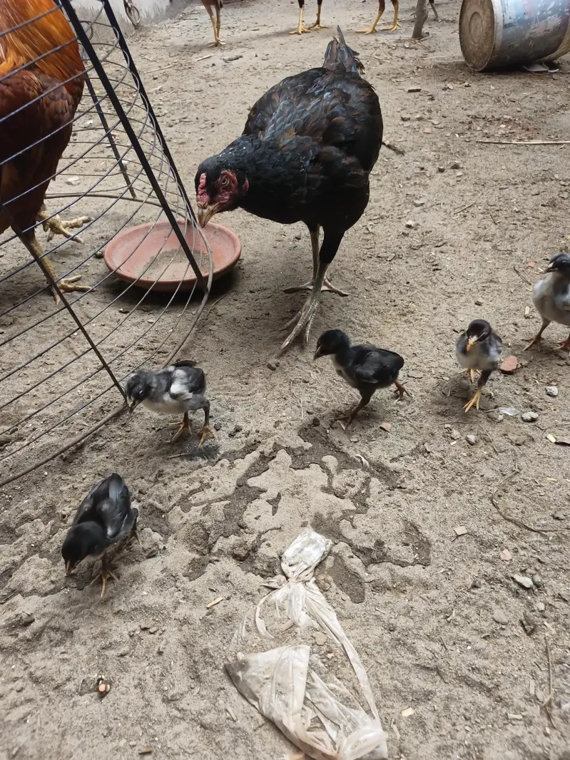 aseel Hens — photo 2
