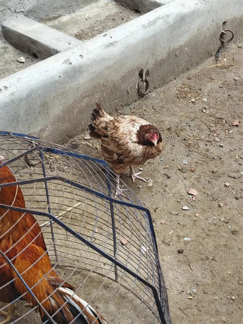 aseel Hens — photo 3