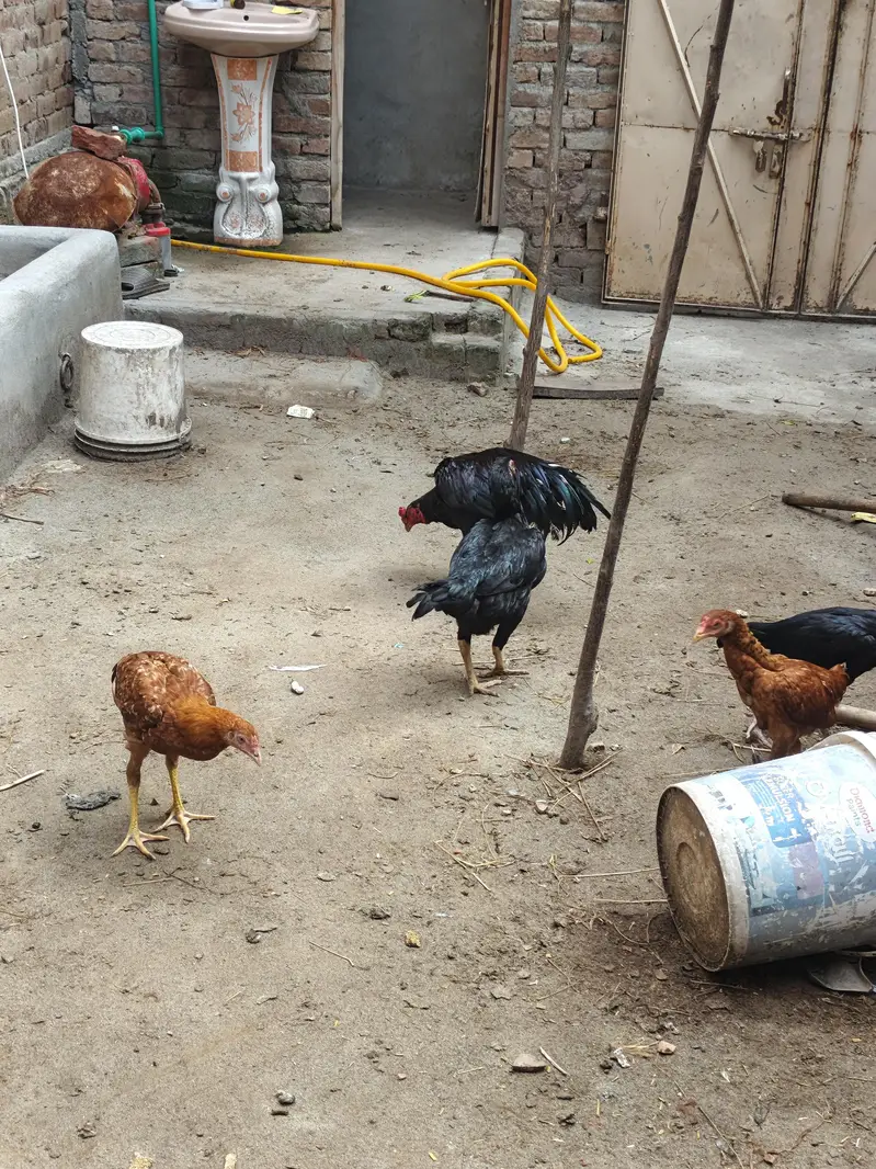 aseel Hens — photo 4
