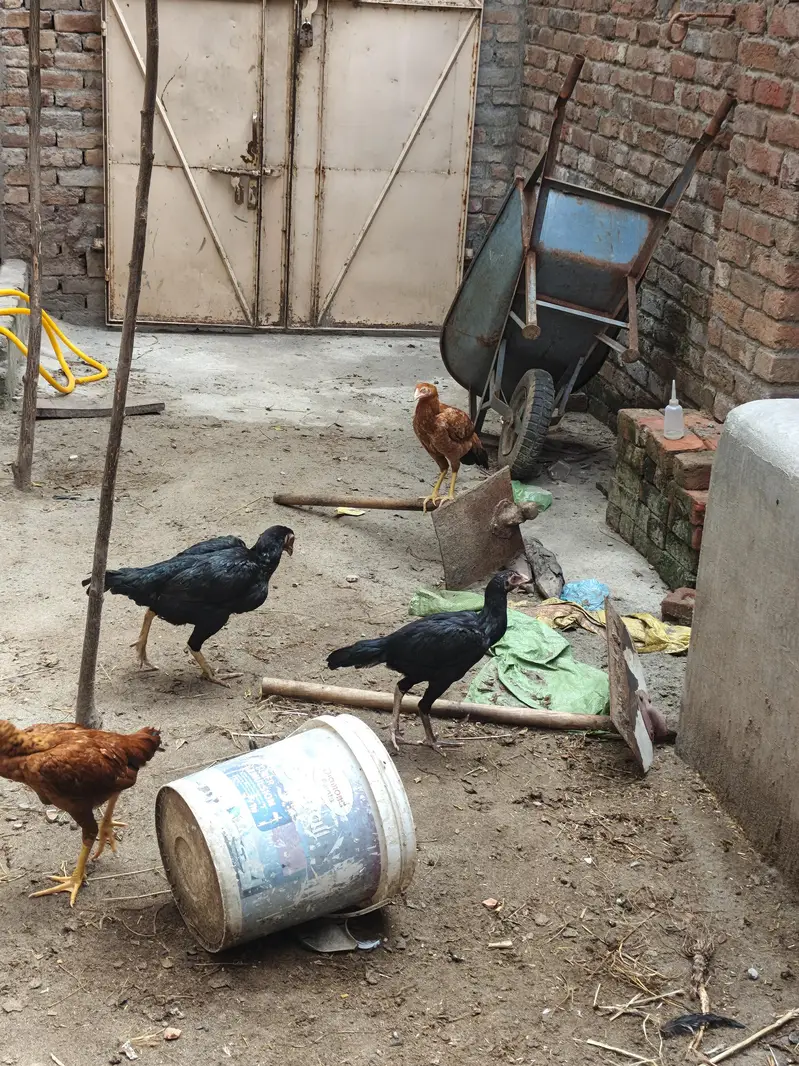 aseel Hens — photo 5