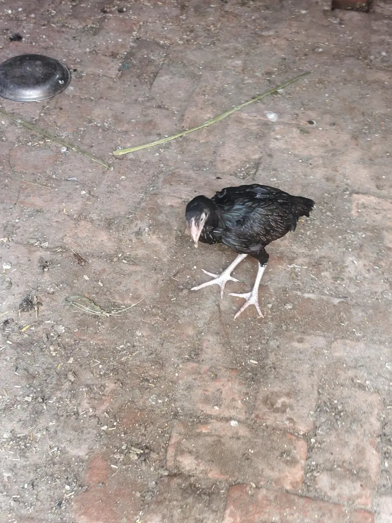 aseel Hens — photo 6