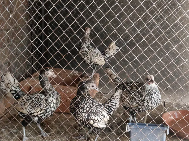 aseel Hens — photo 7