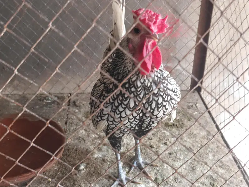 aseel Hens — photo 8