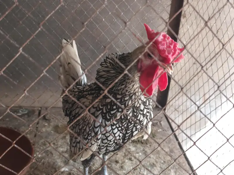 aseel Hens — photo 9