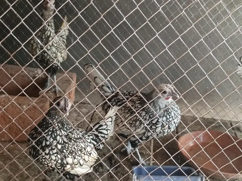 aseel Hens — photo 10