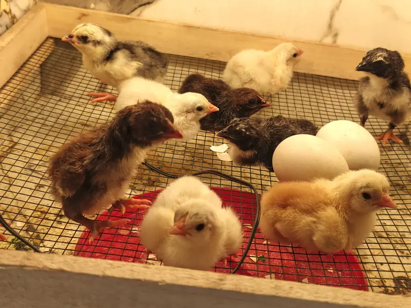aseel Hens — photo 11