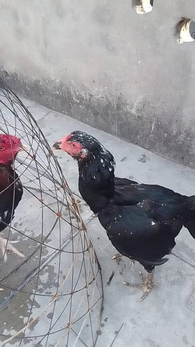 Asel figther murgi for sell 1 ankh se kani hai long hight hai achi hai