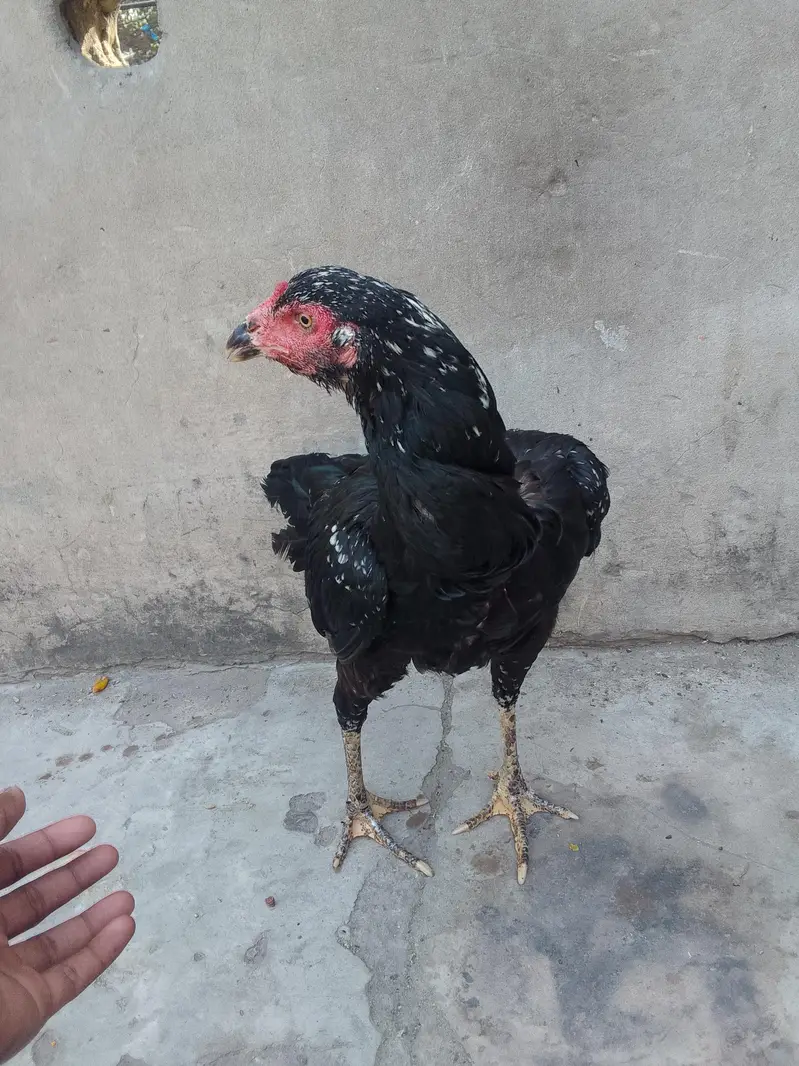 Asel figther murgi for sell 1 ankh se kani hai long hight hai achi hai — photo 10