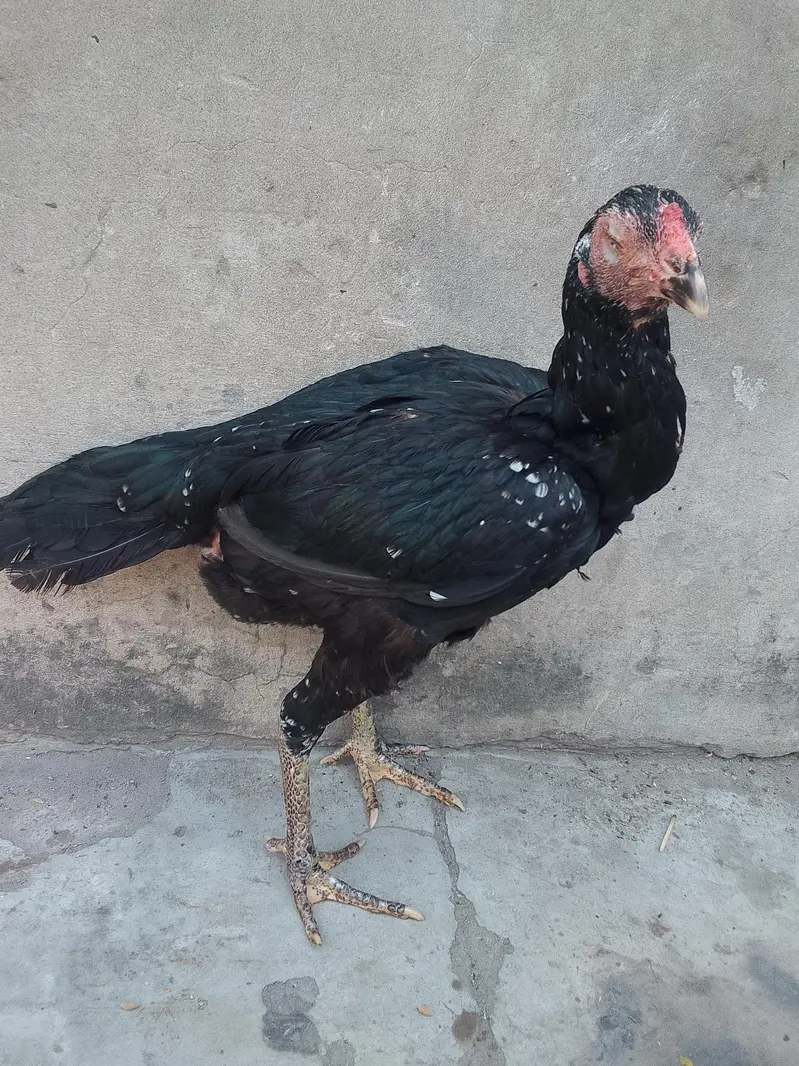 Asel figther murgi for sell 1 ankh se kani hai long hight hai achi hai — photo 12