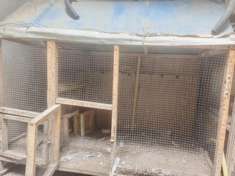 2 wood cage for sale — photo 2