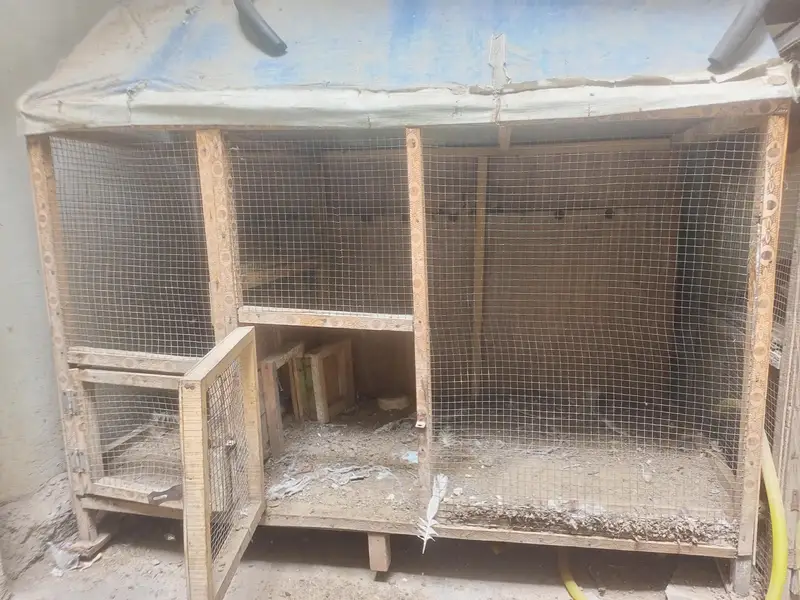 2 wood cage for sale — photo 3
