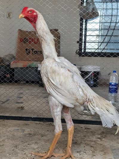 White Shamo Male | Shamo | OShamo