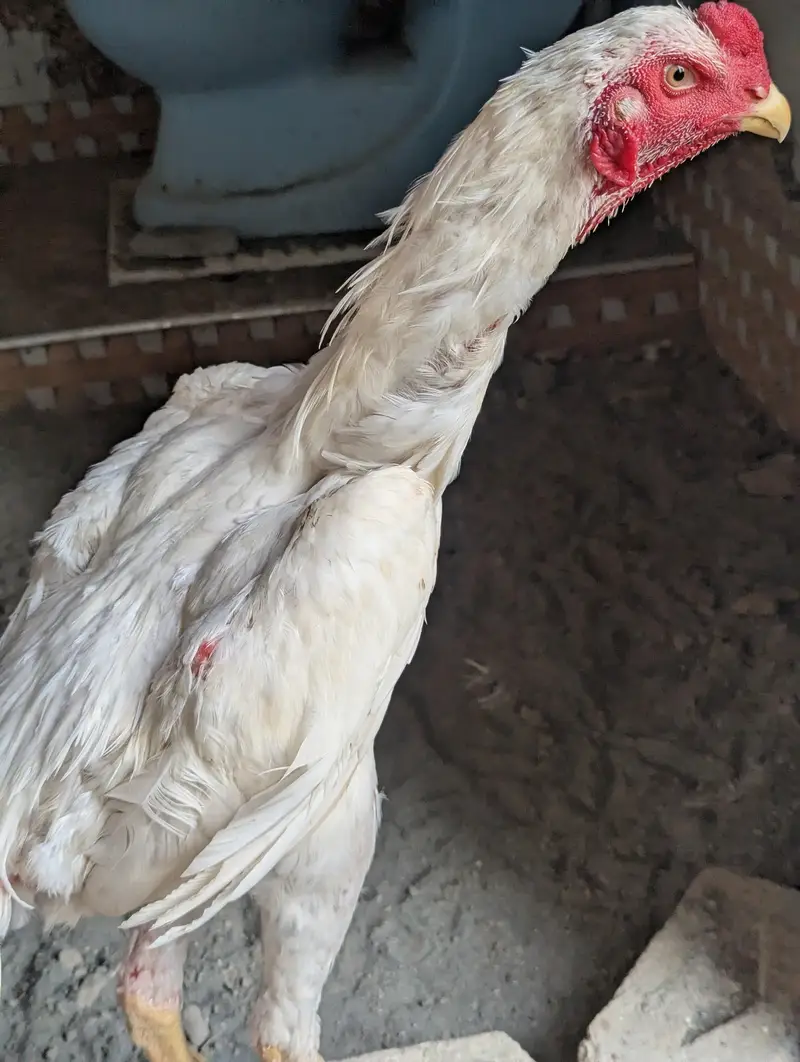 White Shamo Male | Shamo | OShamo — photo 4