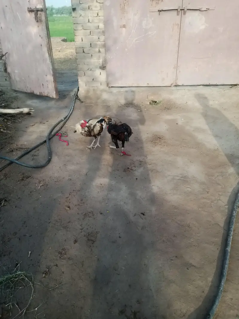 nasal ka to PATA nahin magar marjain ge Peche ni hatenge — photo 2