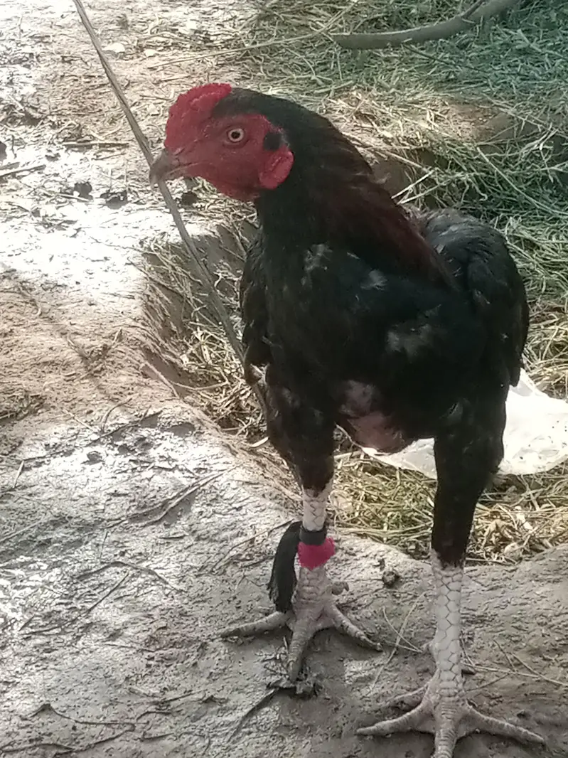 nasal ka to PATA nahin magar marjain ge Peche ni hatenge — photo 3