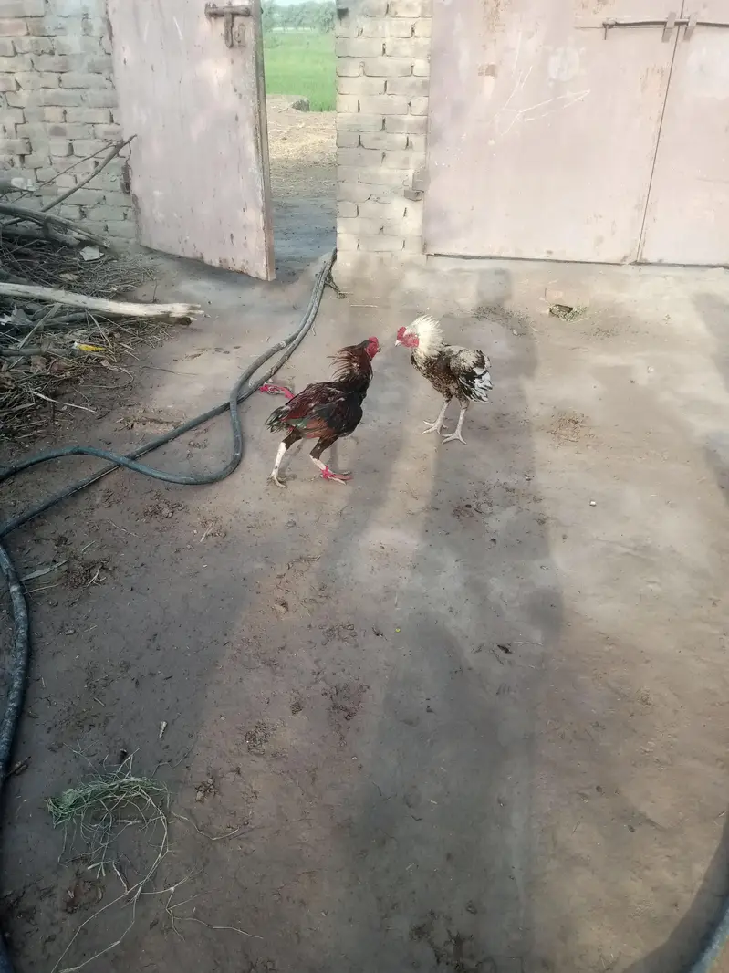nasal ka to PATA nahin magar marjain ge Peche ni hatenge — photo 4
