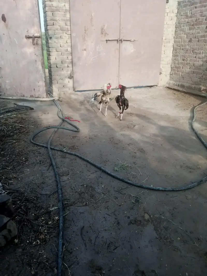 nasal ka to PATA nahin magar marjain ge Peche ni hatenge — photo 5