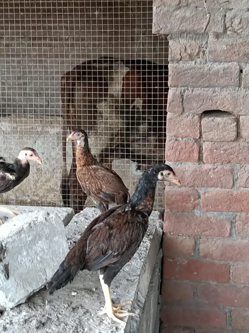 Aseel Murga and Murgia — photo 6