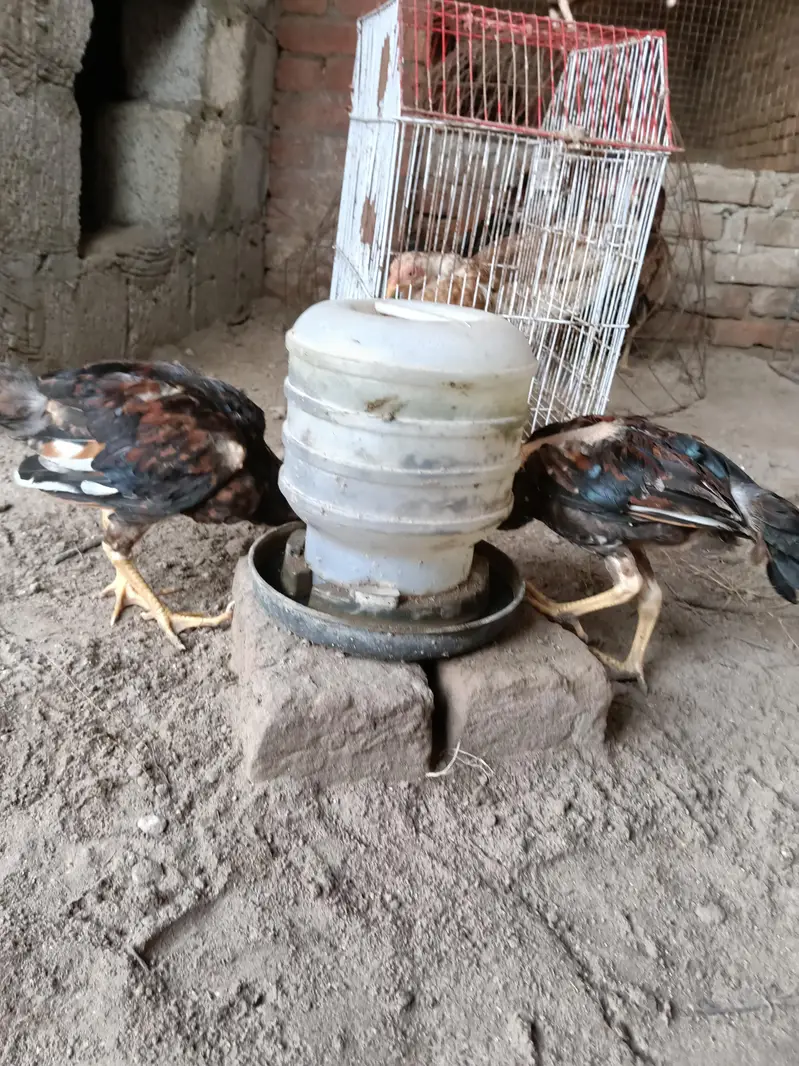 Aseel Murga and Murgia — photo 7