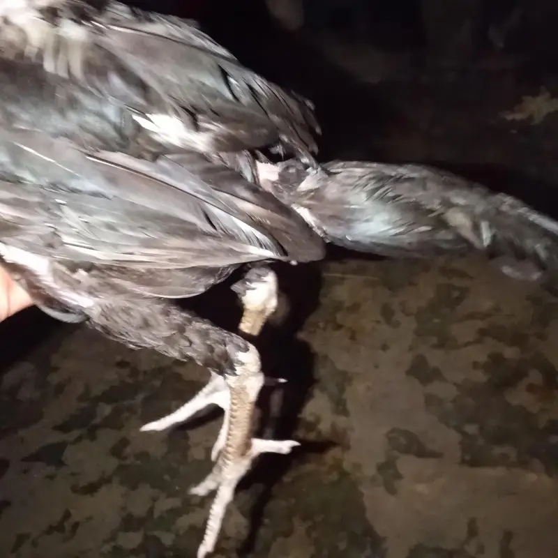 vaitnami aseel bacha ha jis bhai ko chaiye rabta karay shukariya — photo 4