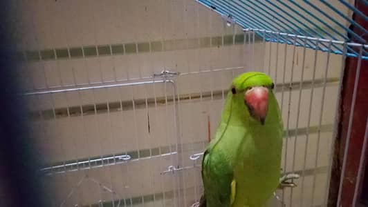 Male chick for sale 9months