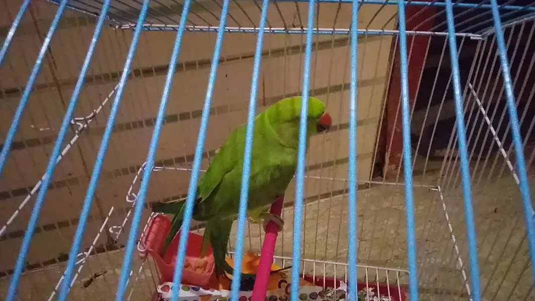 Male chick for sale 9months — photo 3