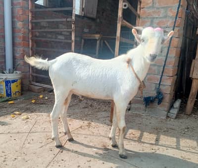 2 Tadda male