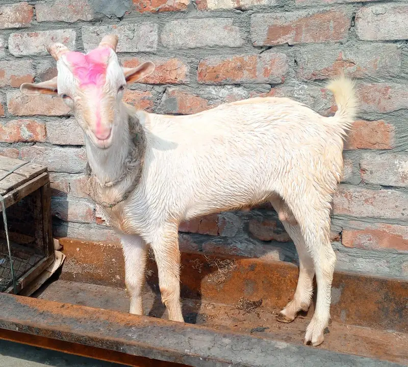 2 Tadda male — photo 2