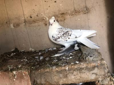 sentient pigeons
