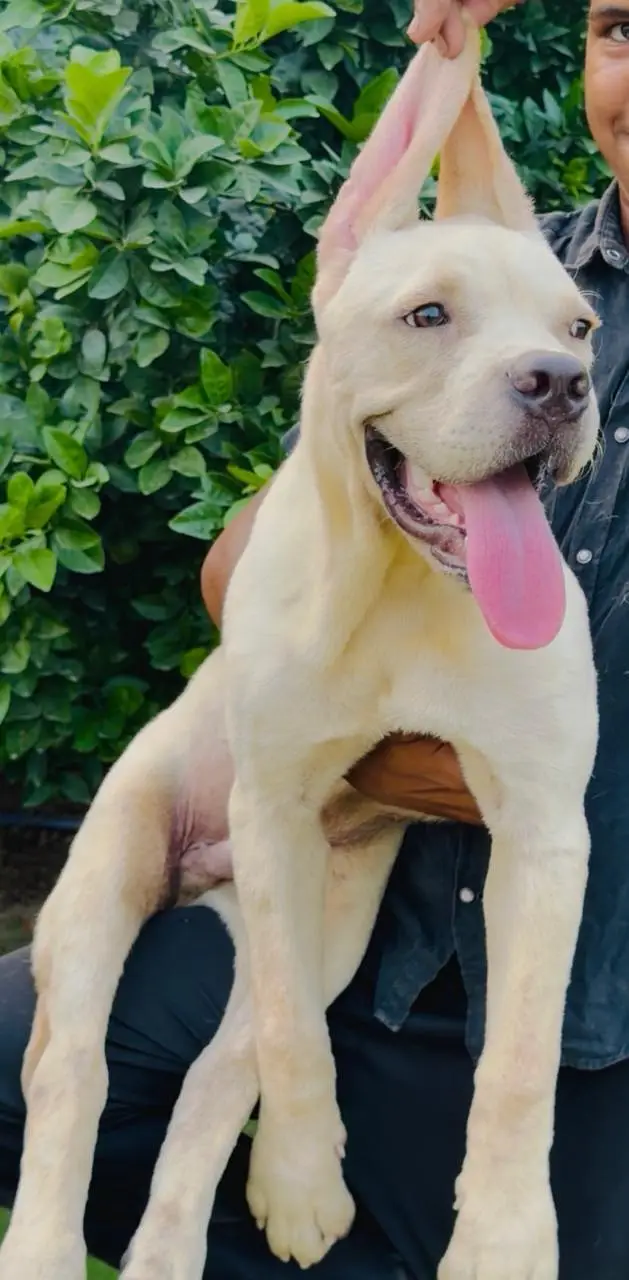 cane corso puppy — photo 3