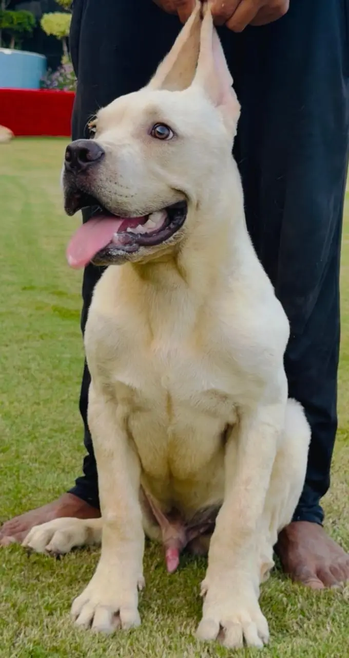 cane corso puppy — photo 6