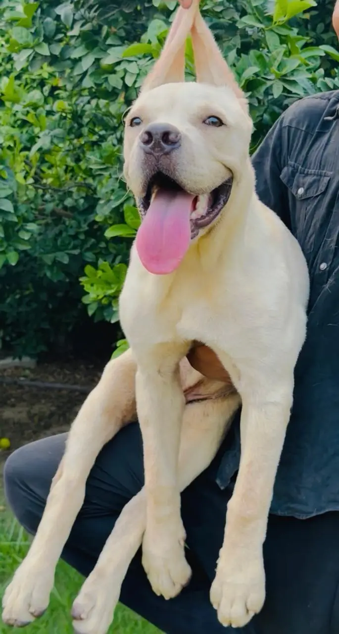 cane corso puppy — photo 7